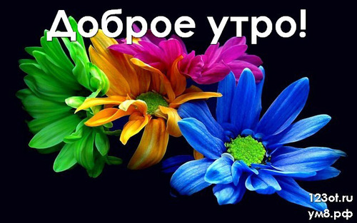 Доброго утра и хорошего дня, картинка с цветочками (цветы) для девушки, женщины